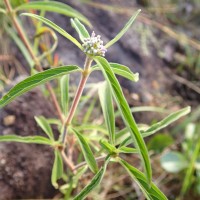 Knoxia sumatrensis (Retz.) DC.
